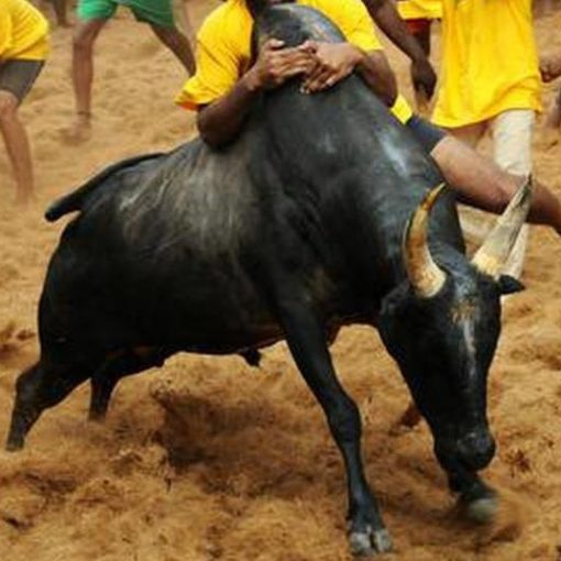 17-1-2024 அலங்காநல்லூர் ஜல்லிக்கட்டு Alanganallur Jallikattu