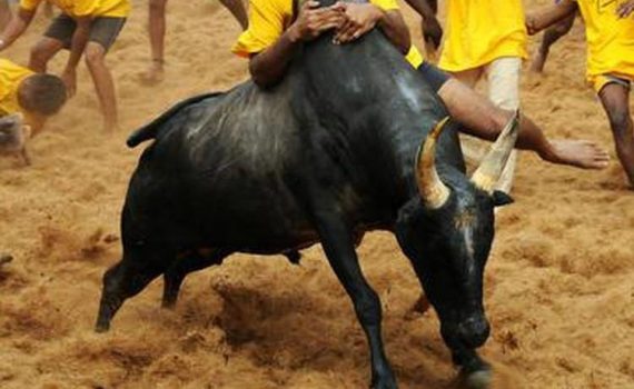 17-1-2024 அலங்காநல்லூர் ஜல்லிக்கட்டு Alanganallur Jallikattu